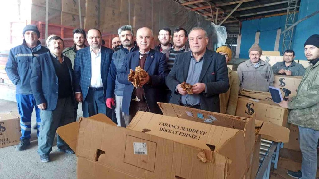 Bafra’da tütün alımları başladı