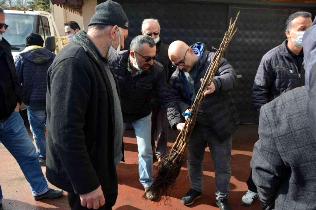 Çiftçilere aşılı ceviz fidanı dağıtıldı
