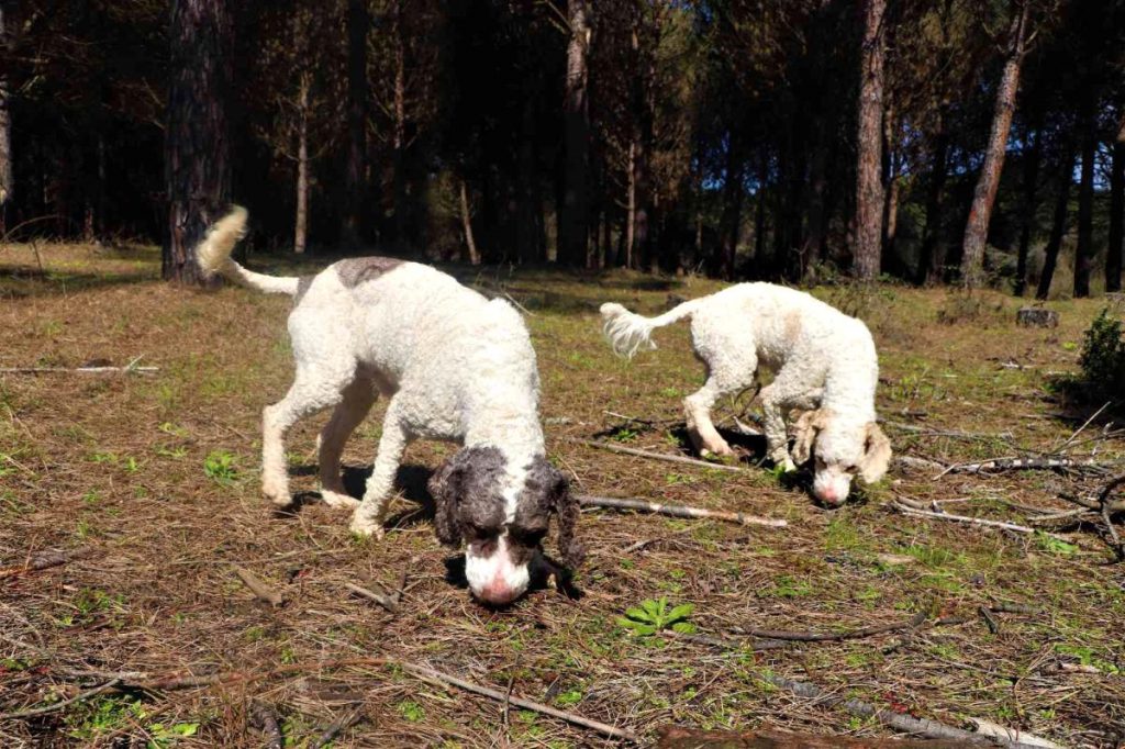 Dünyanın en değerli mantarı ‘trüf’ü radar köpekler buluyor