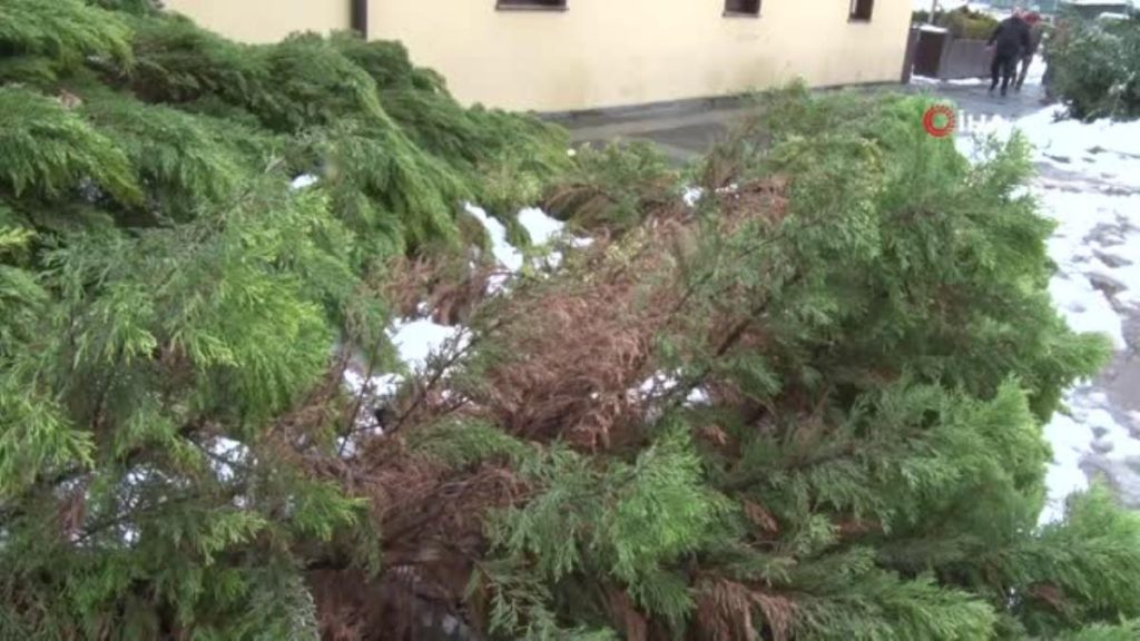 Karın yüküne dayanamayan ağaç devrildi