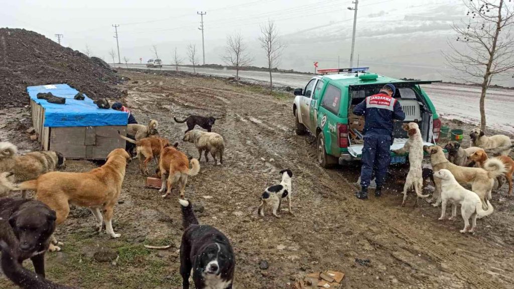 Son dakika haberi | Jandarmadan sokak hayvanlarına şefkat eli