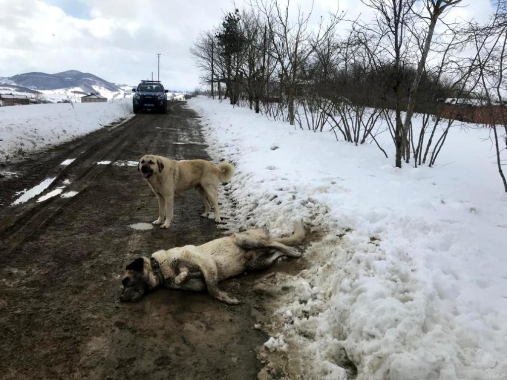 Son dakika haberi… Samsun’da kangal cinsi köpek tüfekle öldürüldü