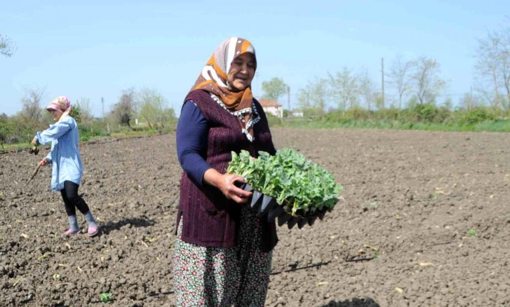 Bafra Ovası’nda karpuz fideleri toprakla buluştu