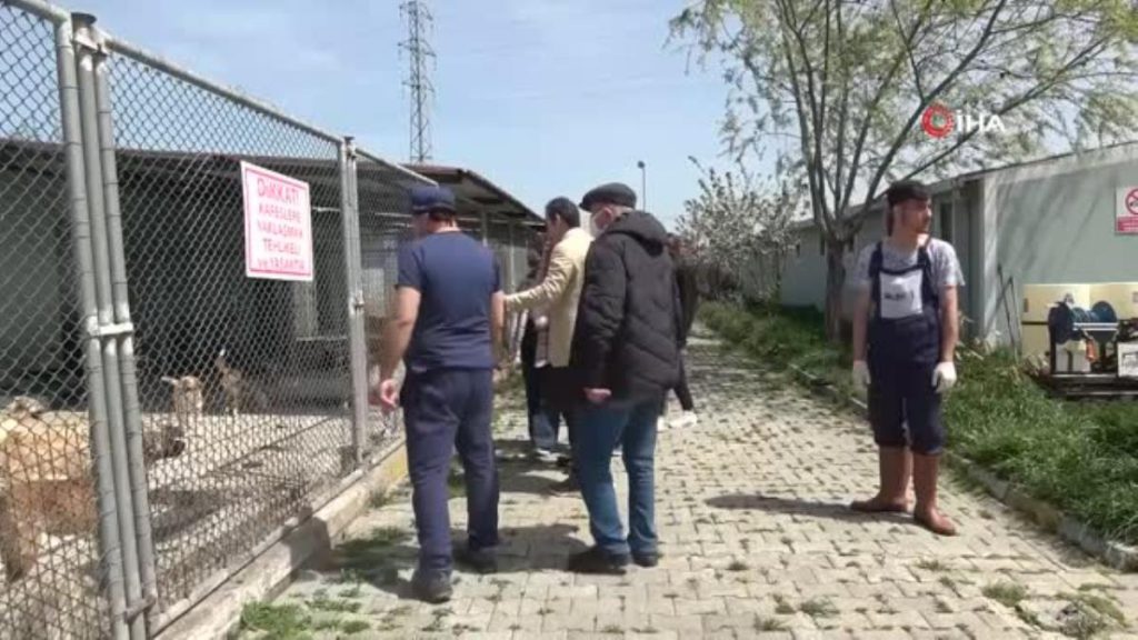 Barınaktan sahiplenilen ‘Bal’ın yeni yuvası okul oldu