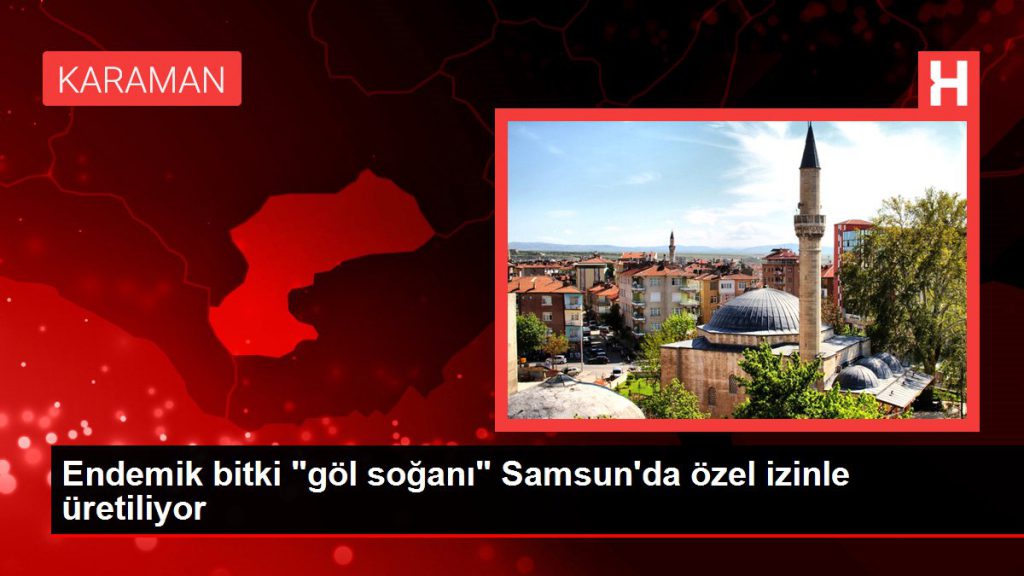 Endemik bitki “göl soğanı” Samsun’da özel müsaadeyle üretiliyor