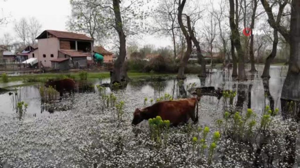 Kuş Cenneti’nde su papatyası hoşluğu