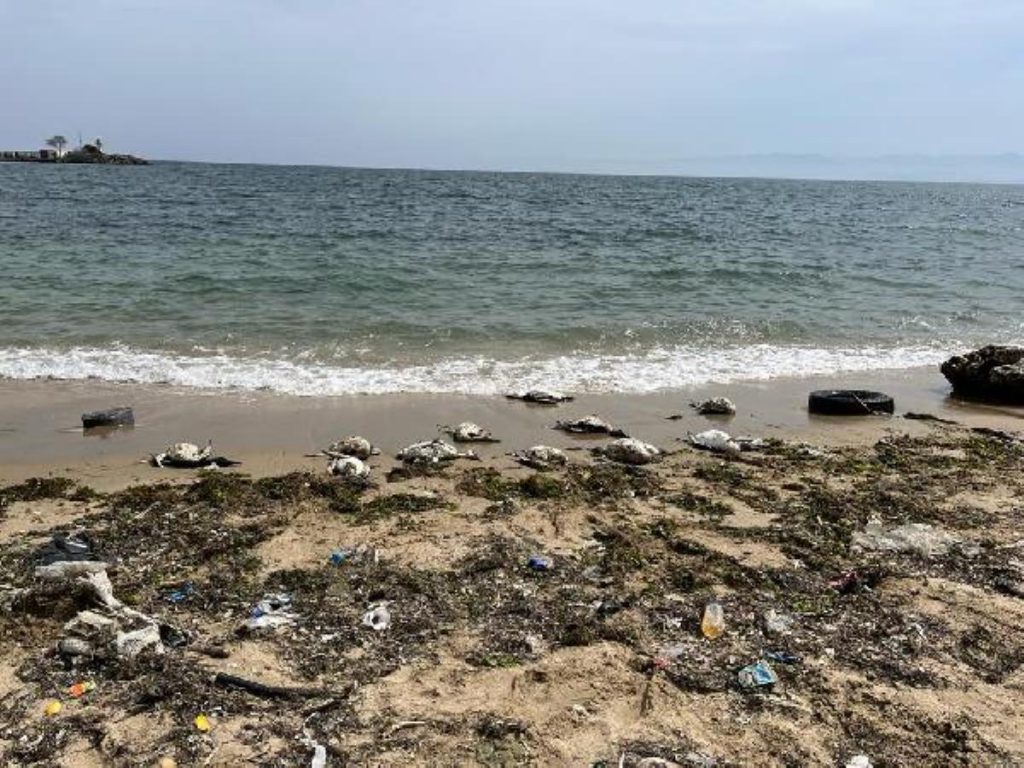 Sinop kıyısında yeniden kara gerdanlı dalgıç vefatları