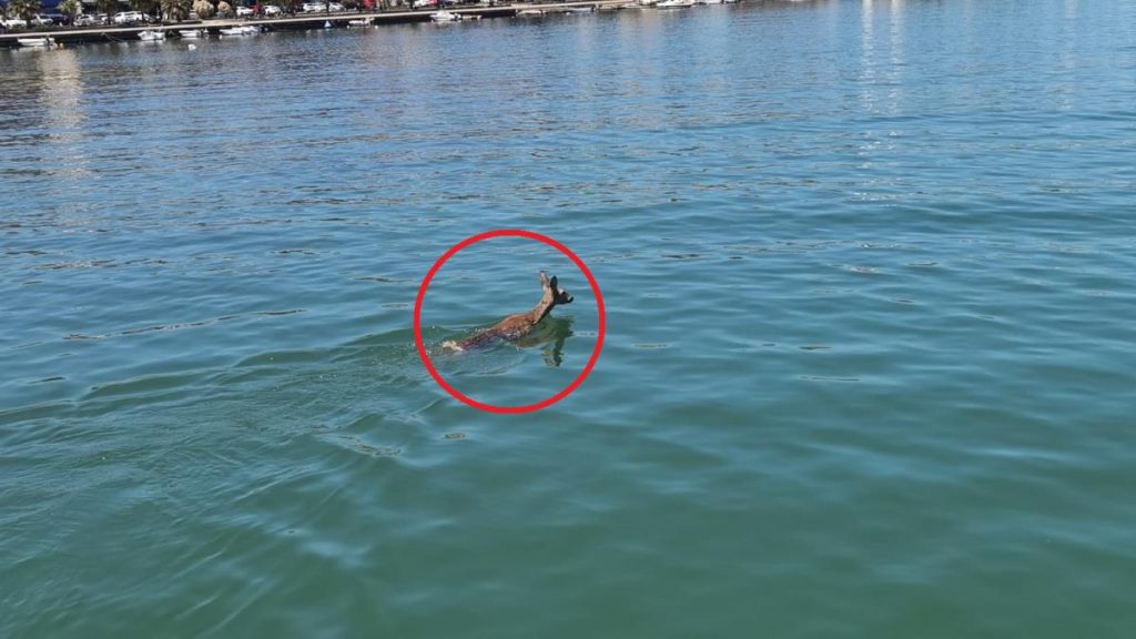 Denize atlayan karacayı kıyı güvenlik kurtardı
