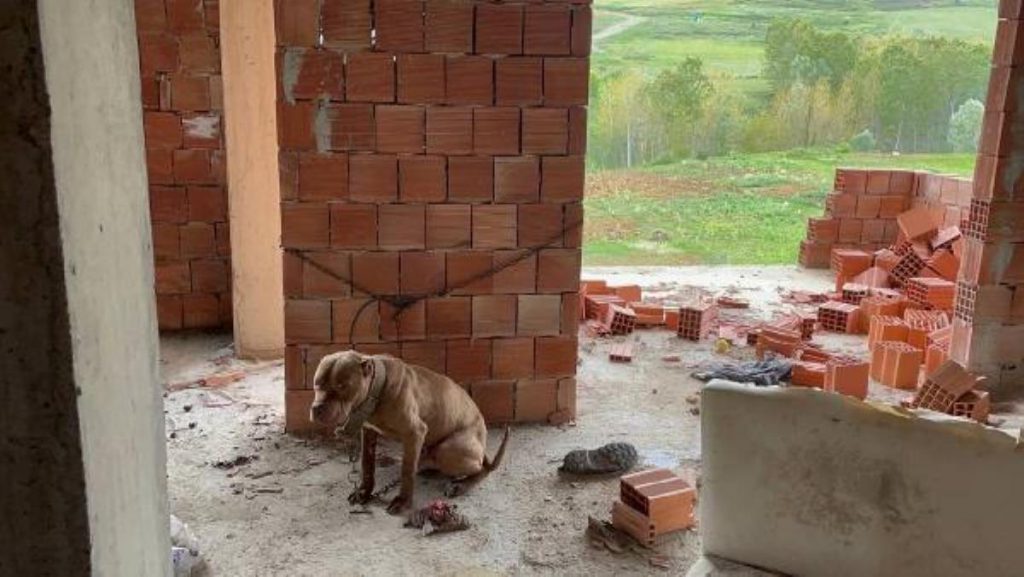 İNŞTTA BULUNAN PİTBULL, BARINAĞA GÖTÜRÜLDÜ