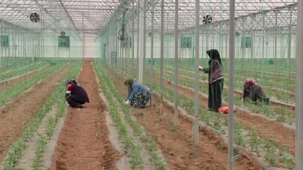 Samsun tarımında 55 maksat belirlendi