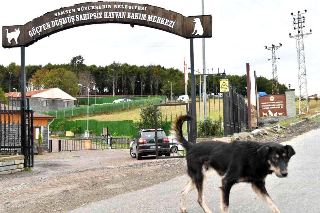 Samsun’da 3 yılda 6 bin 550 sahipsiz hayvan tedavi edildi
