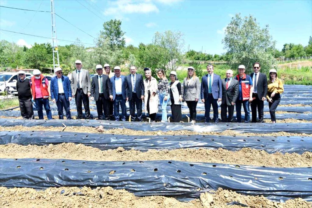 Samsun’da 500 bin çilek fidesi, 11 bin 880 aronya fidanı dağıtıldı