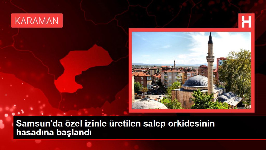 Samsun’da özel müsaadeyle üretilen salep orkidesinin hasadına başlandı