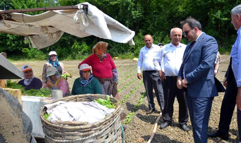 Bafra’da tütün fideleri toprakla buluştu