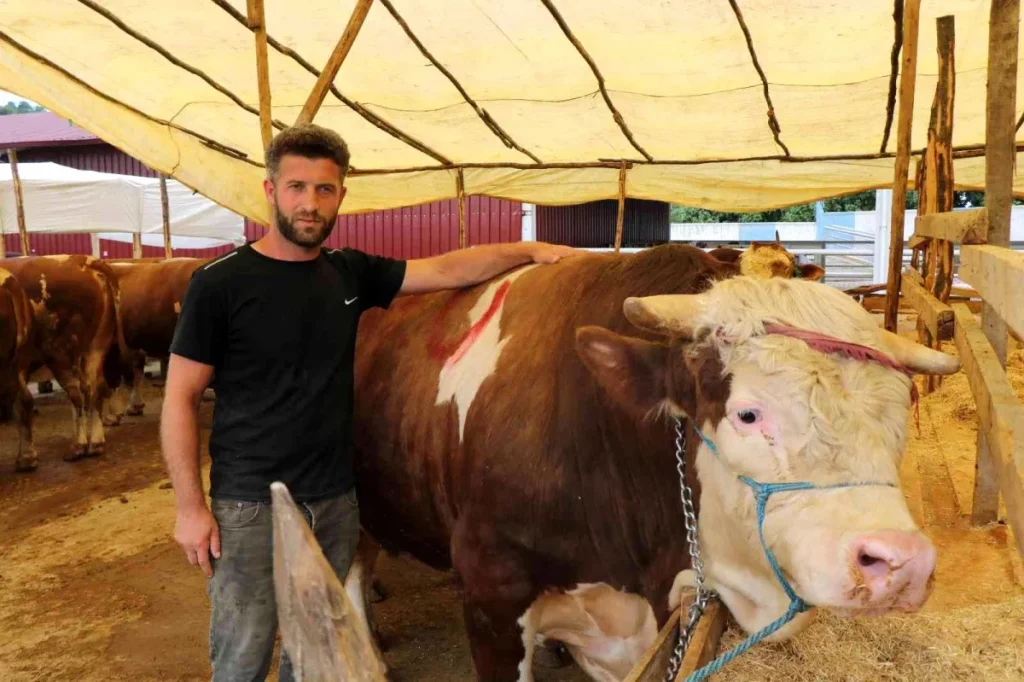 Kurban pazarının 1,3 tonluk Şampiyon’u