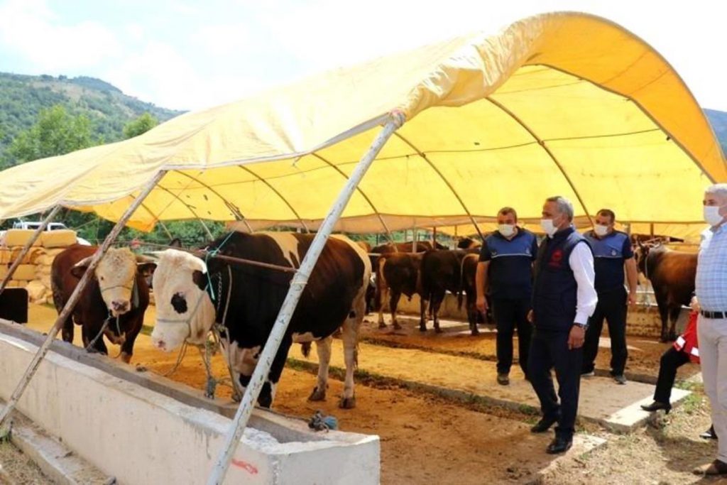 Kurbanlık hayvan alış, satış ve kısımlarında dikkat edilecek konular