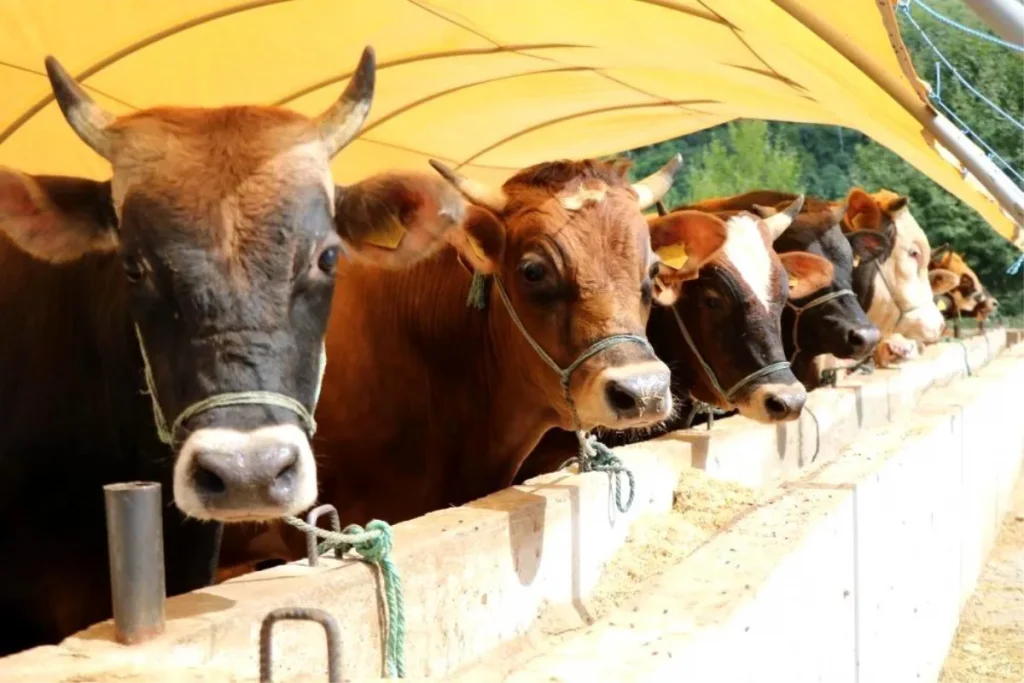 Samsun’da kurban satış ve kesim yerleri muhakkak oldu