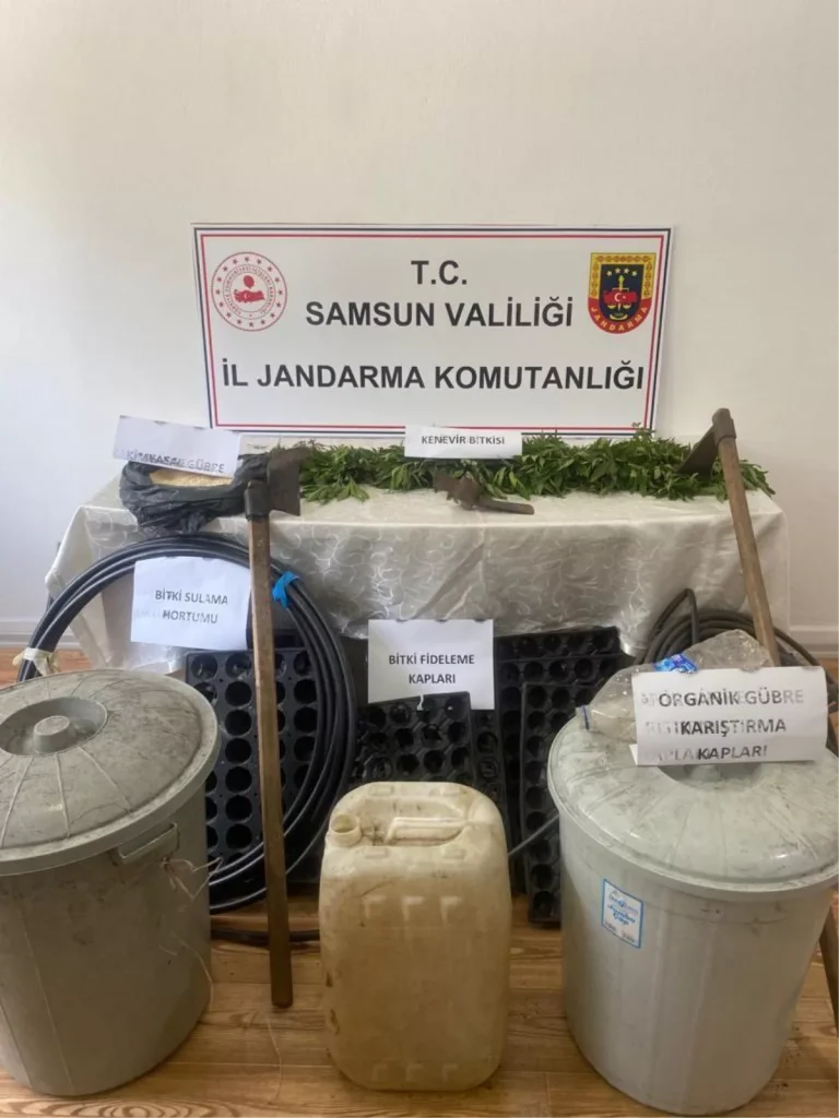 Samsun’da orman yerinde Hint keneviri yetiştiren kuşkulu yakalandı