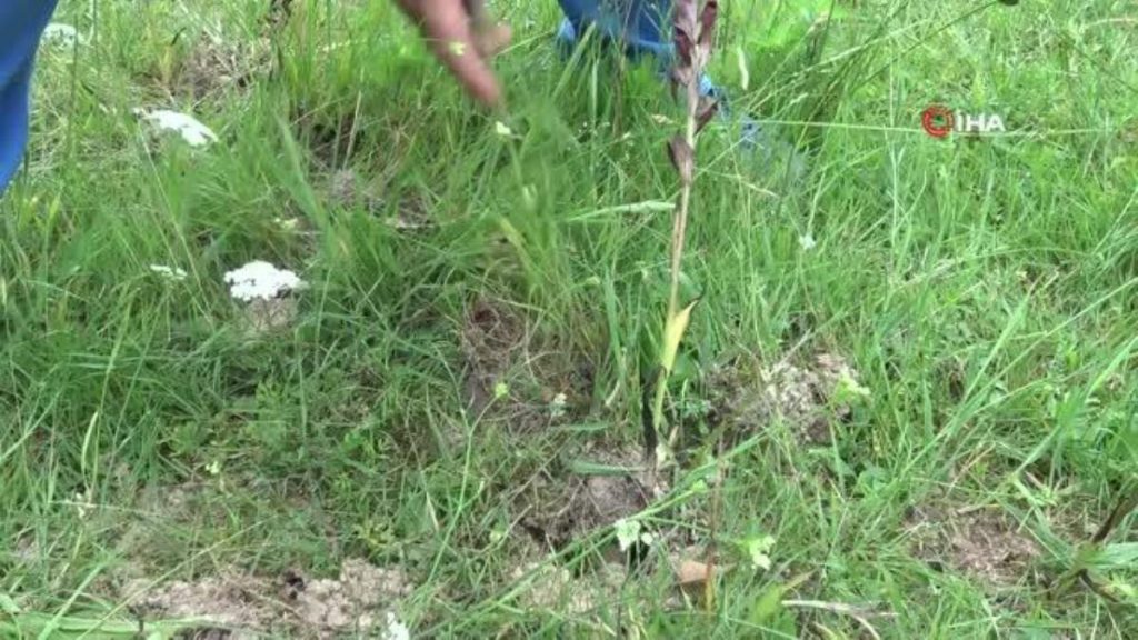 Toprağında yetişen ‘beyaz altın’ı kaçak topladılar