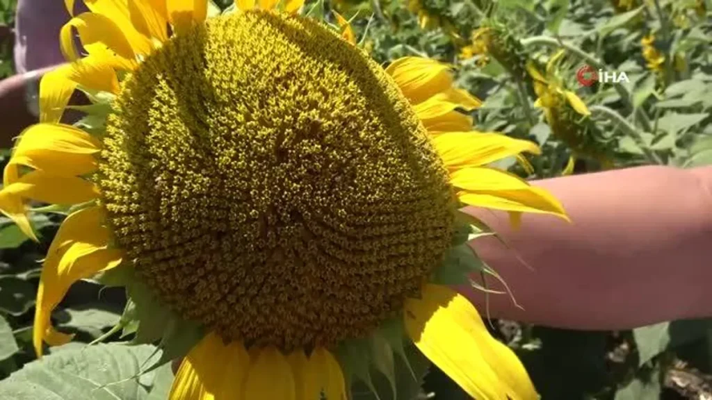 Bafra’da ayçiçeği tarlalarında tırtıl görüldü