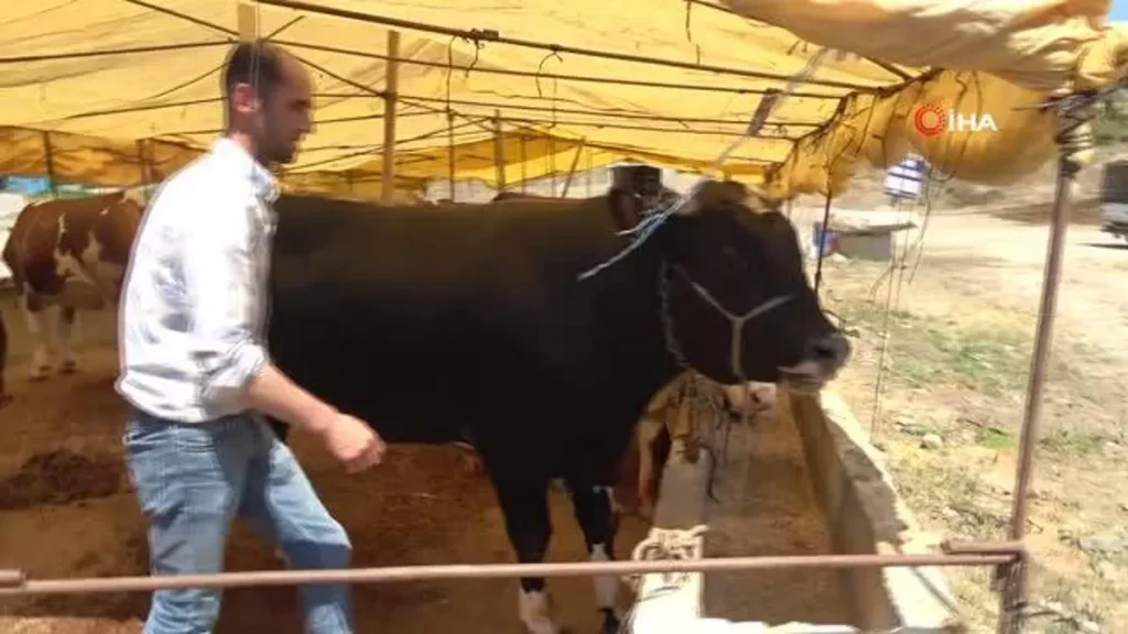 Bayrama ramak kala çadırlarda sıkı kurbanlık pazarlığı başladı