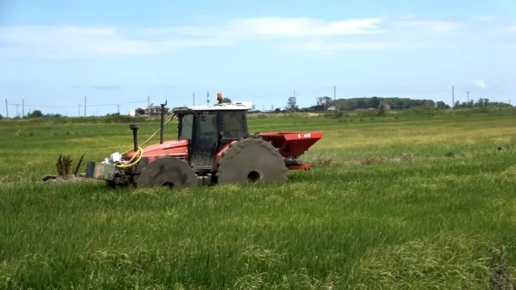 Çeltik alanlarında larva ile uğraş