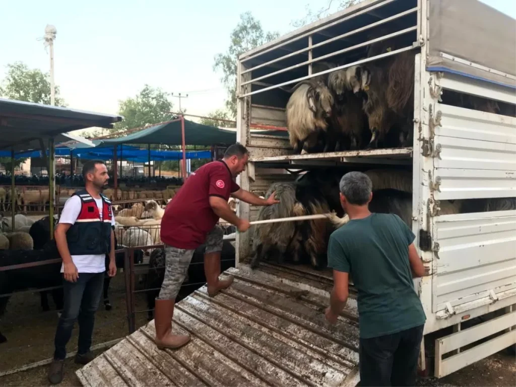 Daha fazla para kazanma vdiyle elindeki hayvanlarından da olacaktı