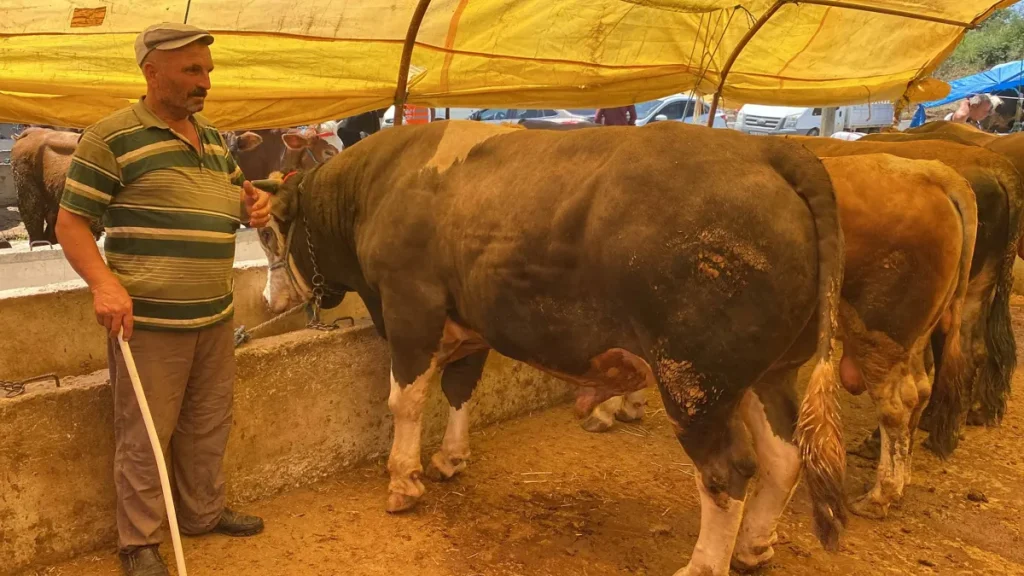 Samsun’da bir tonluk boğa 58 bin liraya satıldı