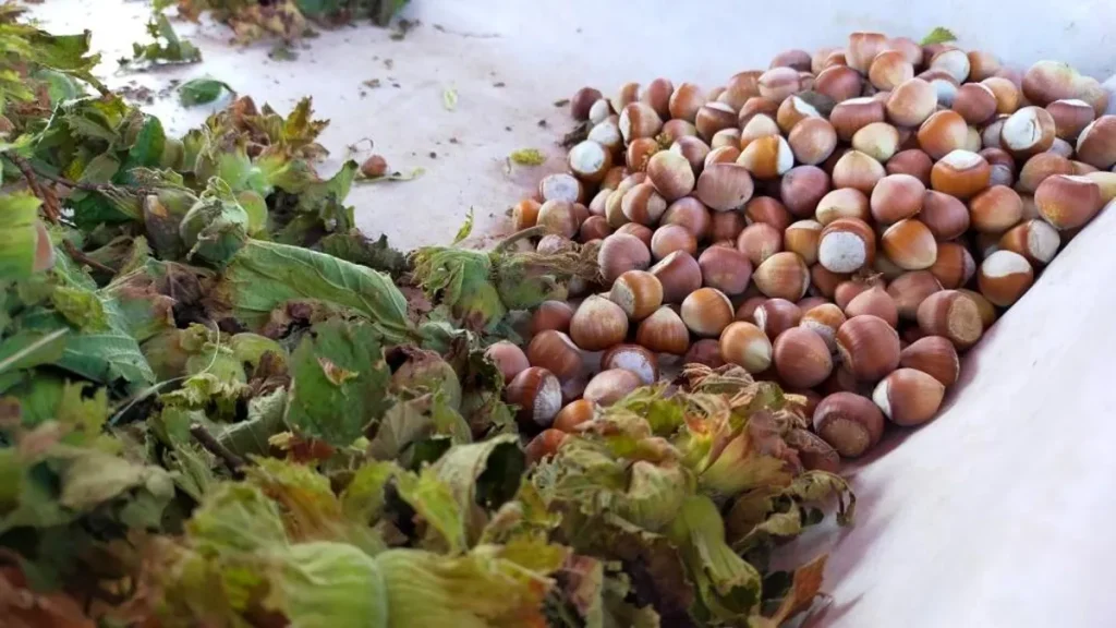 Samsun’da bu yıl fındıkta rekolte kestirimi 112 bin 500 ton