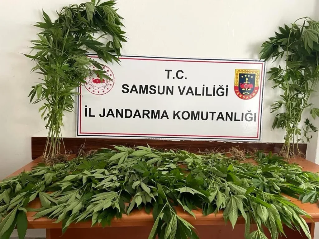 Samsun’da toprakta ekili 85 kök kenevir bitkisi gele geçirildi: 1 kişi tutuklandı