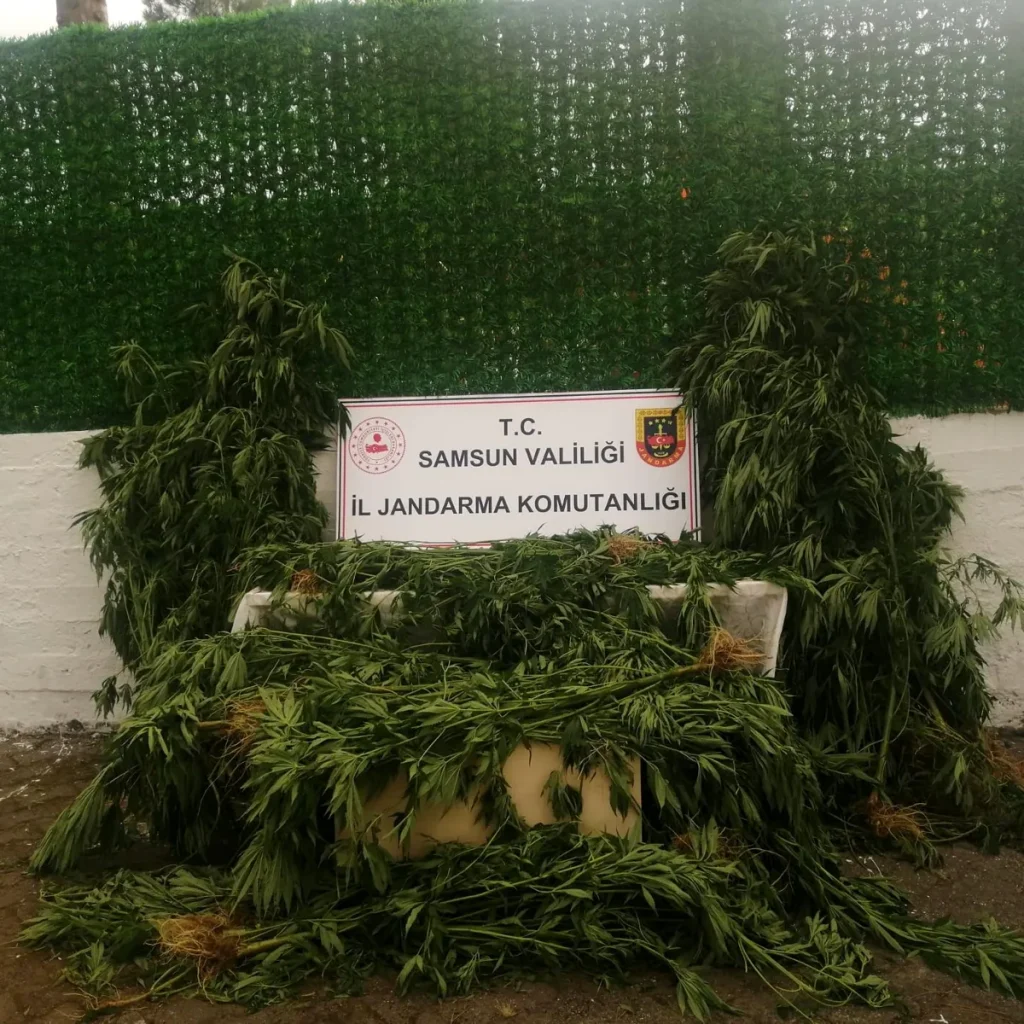 Son dakika haberi | jandarmadan mısır tarlasına kenevir operasyonu: 1 gözaltı