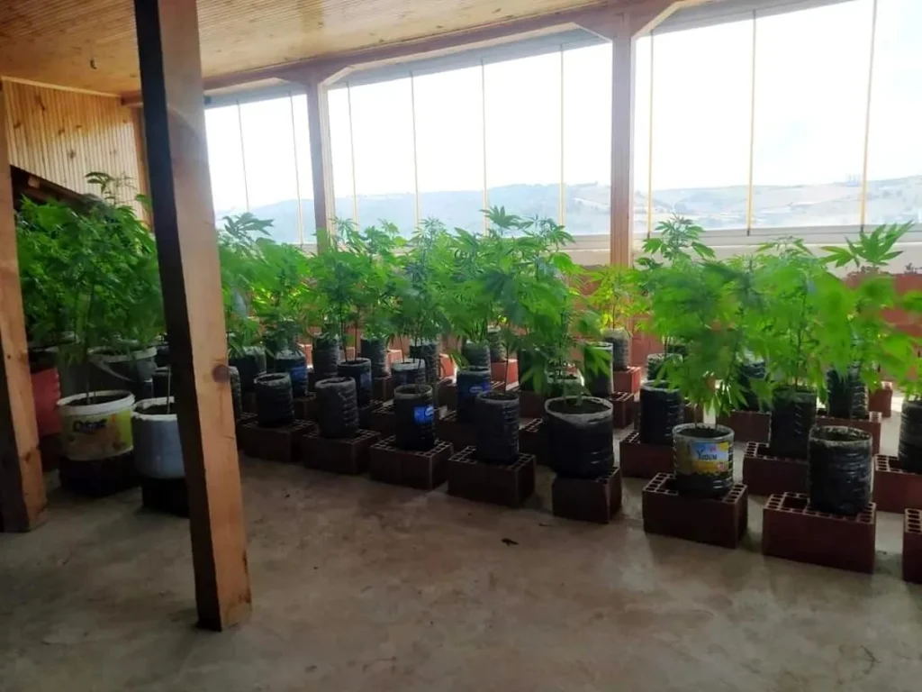 Konutun kapalı terasında 92 kök kenevir ele geçirildi
