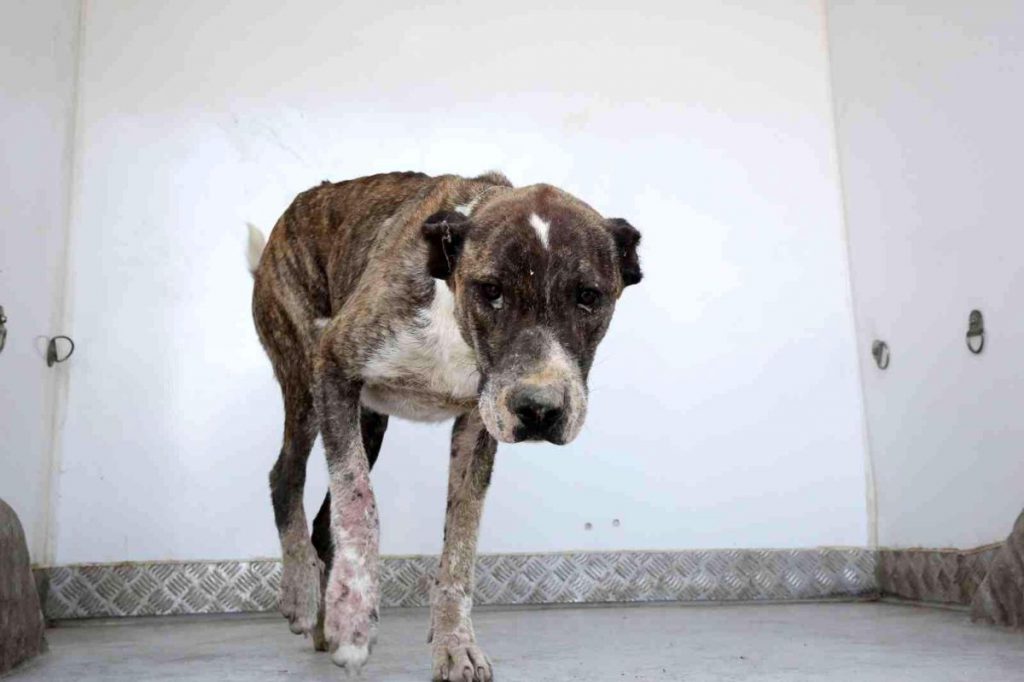 Samsun genel haberleri… Aracın çarptığı köpeğin yardımına İlkadım sıhhat takımları koştu