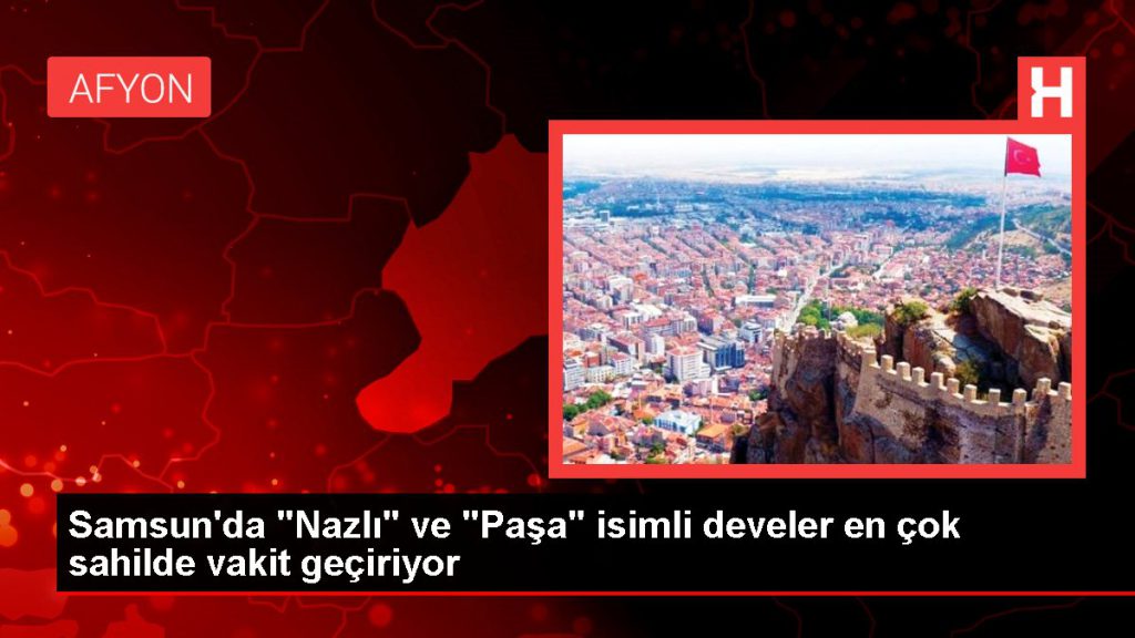 Samsun gündem haberi… Samsun’da “Nazlı” ve “Paşa” isimli develer en çok kıyıda vakit geçiriyor