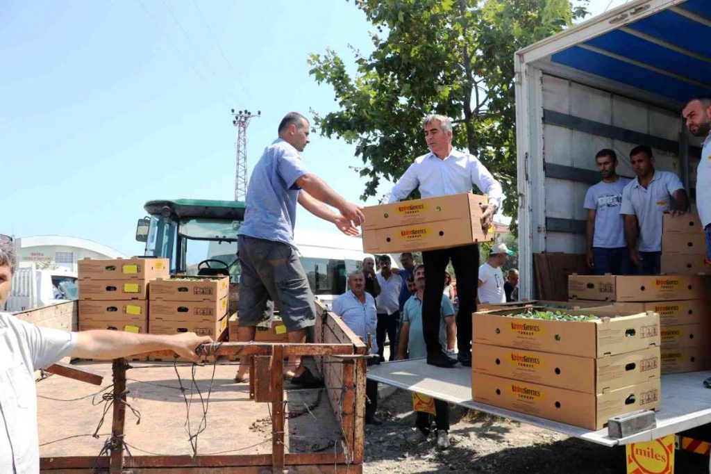 Samsun haber! Samsun’da 687 bin kışlık zerzevat fidesi dağıtıldı