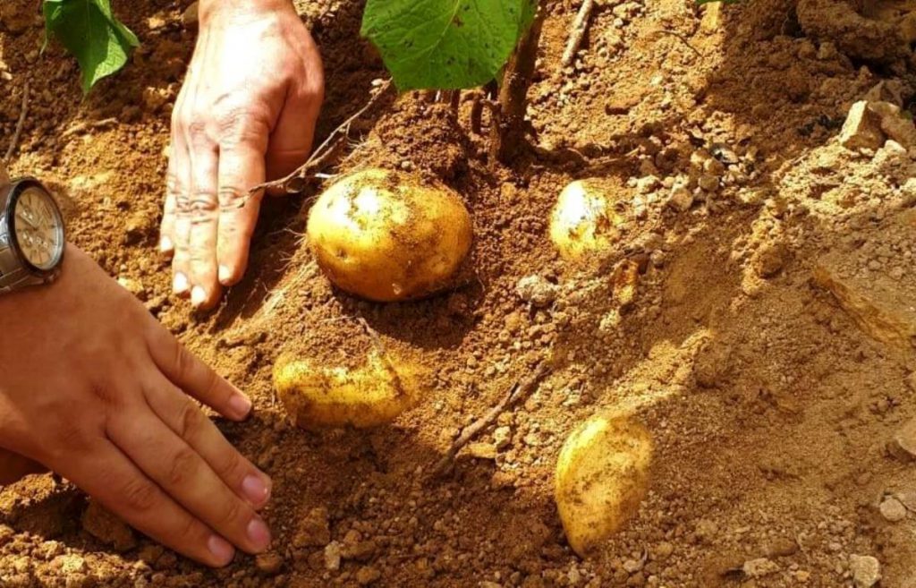 Samsun haber: Samsun’da patates üretimi artıyor