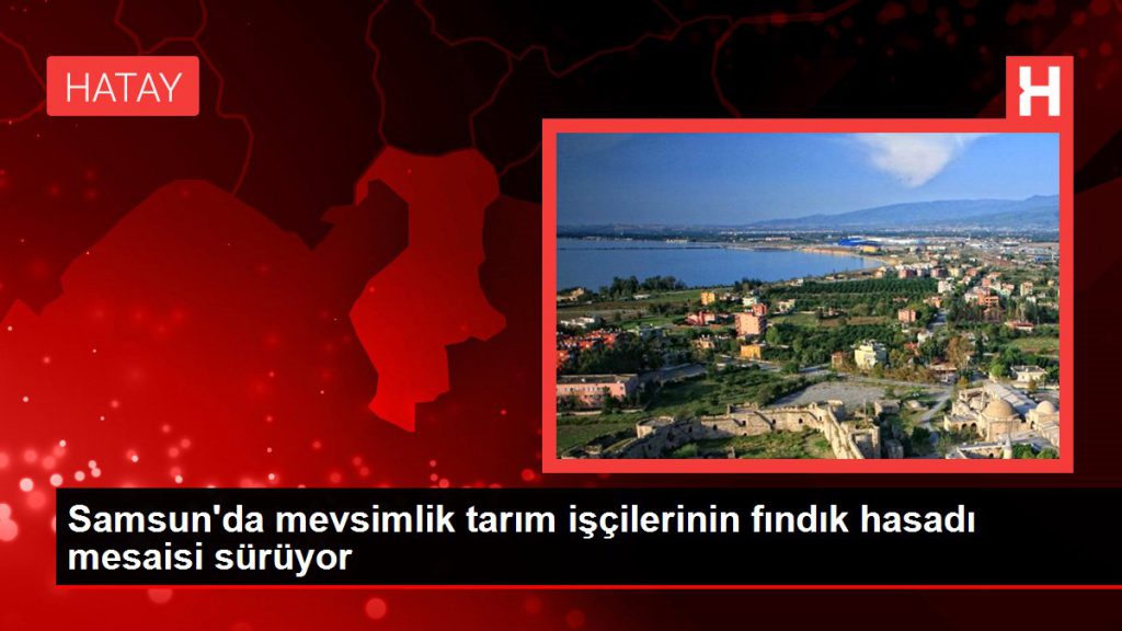 Samsun haberleri! Samsun’da mevsimlik tarım personellerinin fındık hasadı mesaisi sürüyor