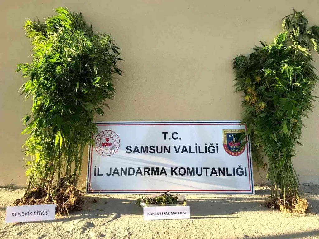 Samsun haberleri… Samsun’da yasa dışı kenevir ekmeye 1 gözaltı