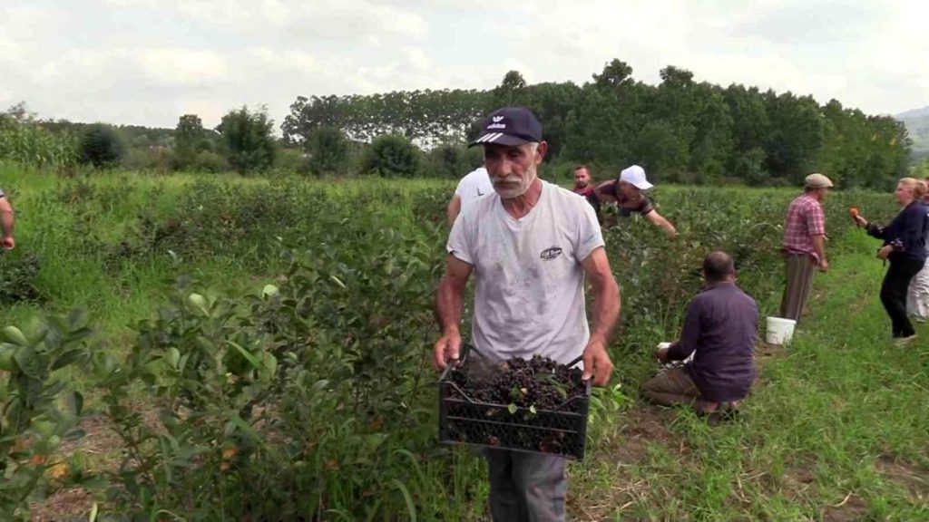 Samsun iktisat haberi… Samsun’da ‘aronia’ hasadı