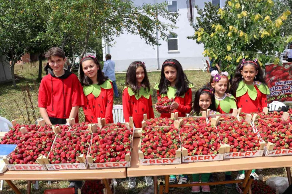 Samsun iktisat haberi | Samsun’da çilek üretimi artıyor