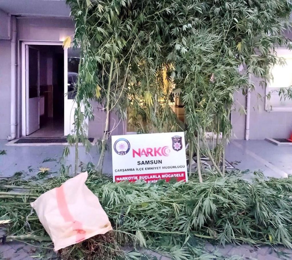 Yasa dışı kenevir ekmeye 1 tutuklama