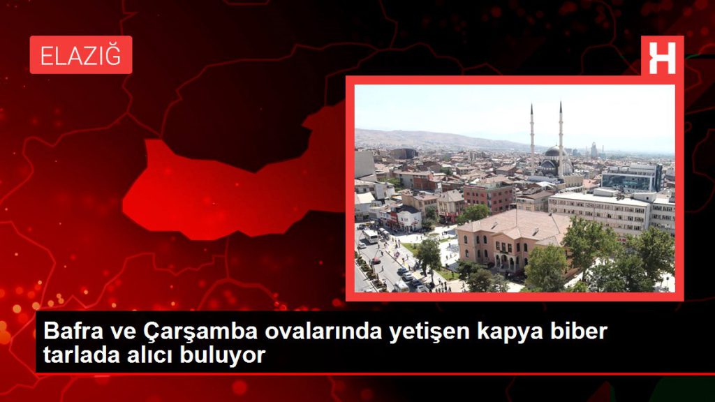 Samsun haber: Bafra ve Çarşamba ovalarında yetişen kapya biber tarlada alıcı buluyor