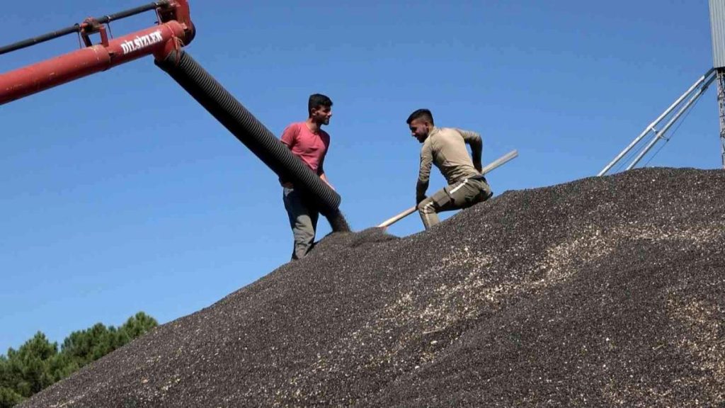 Samsun haber: Bafra’da ayçiçeği alımları başladı