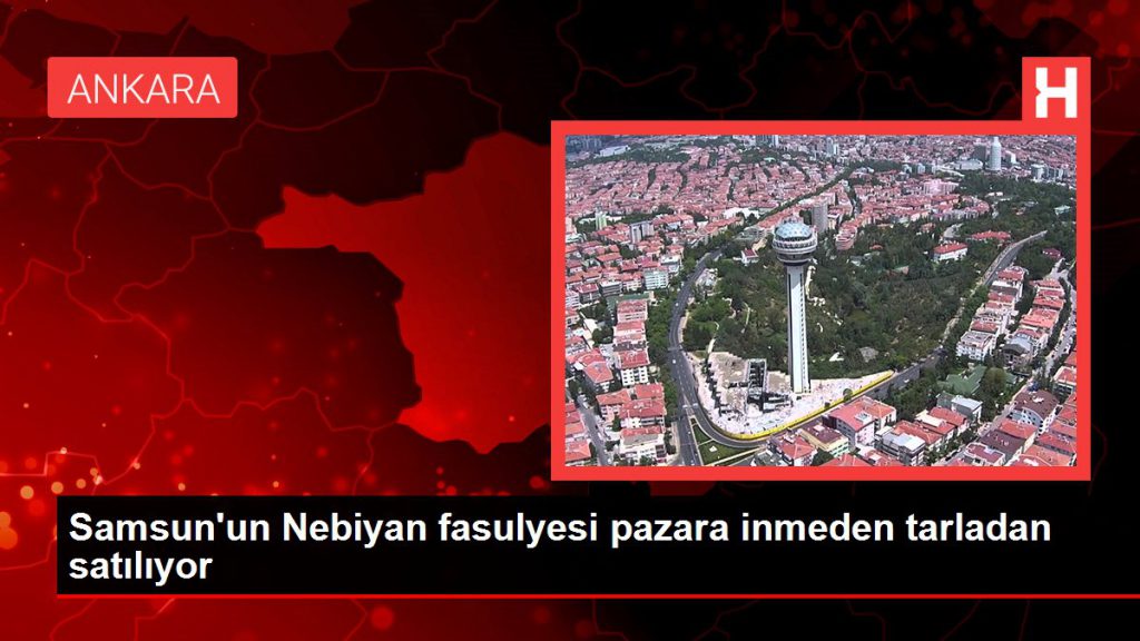Samsun haber! Samsun’un Nebiyan fasulyesi pazara inmeden tarladan satılıyor