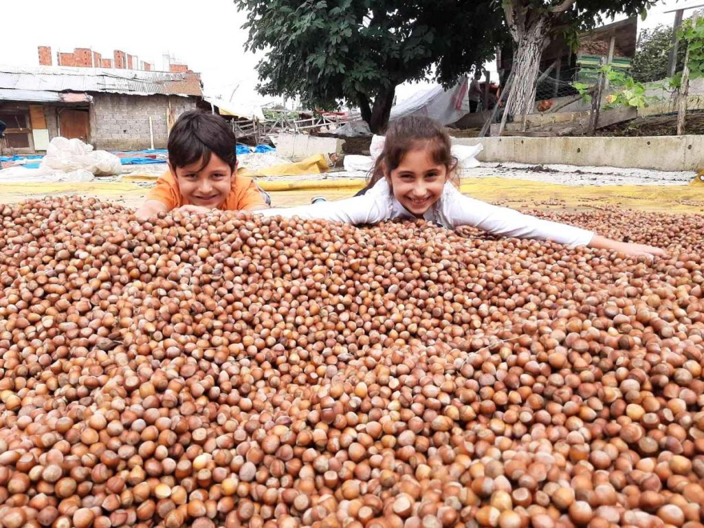 Samsun haberleri: Tekkeköy’de fındık patozda