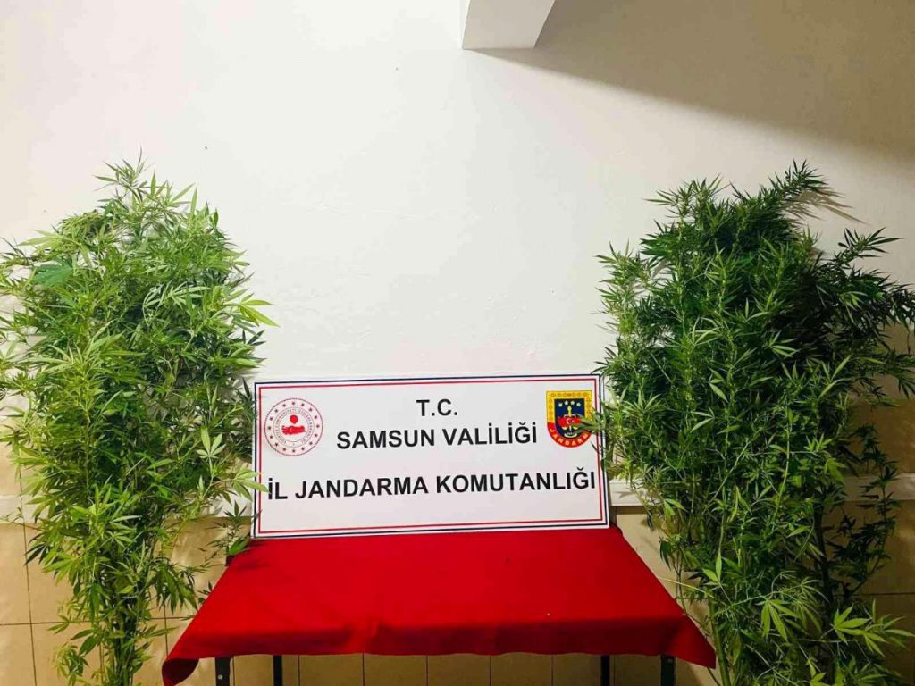 Son dakika haber! Jandarma 12 kök kenevir ele geçirdi: 1 gözaltı