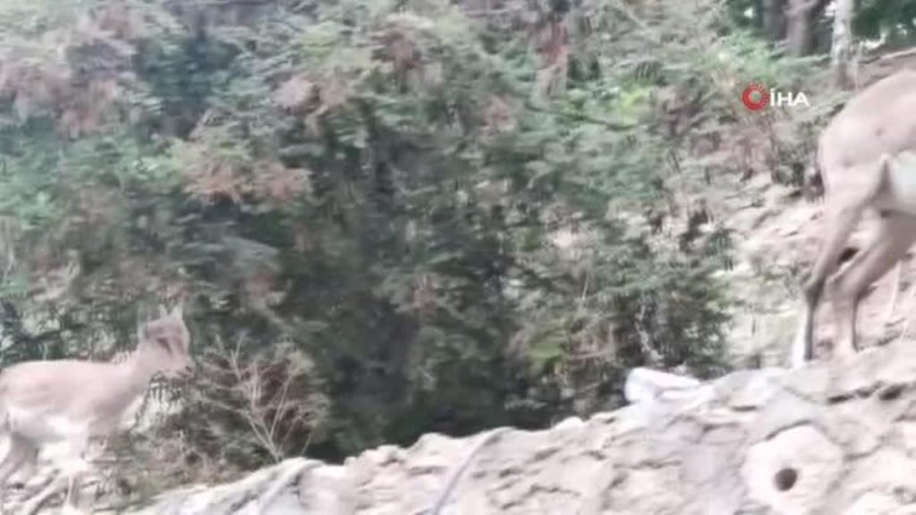 Tunceli gündem haberleri: Tunceli’de dağ keçileri, meskenlerin yakınlarında insanlardan korkmadan geziyor