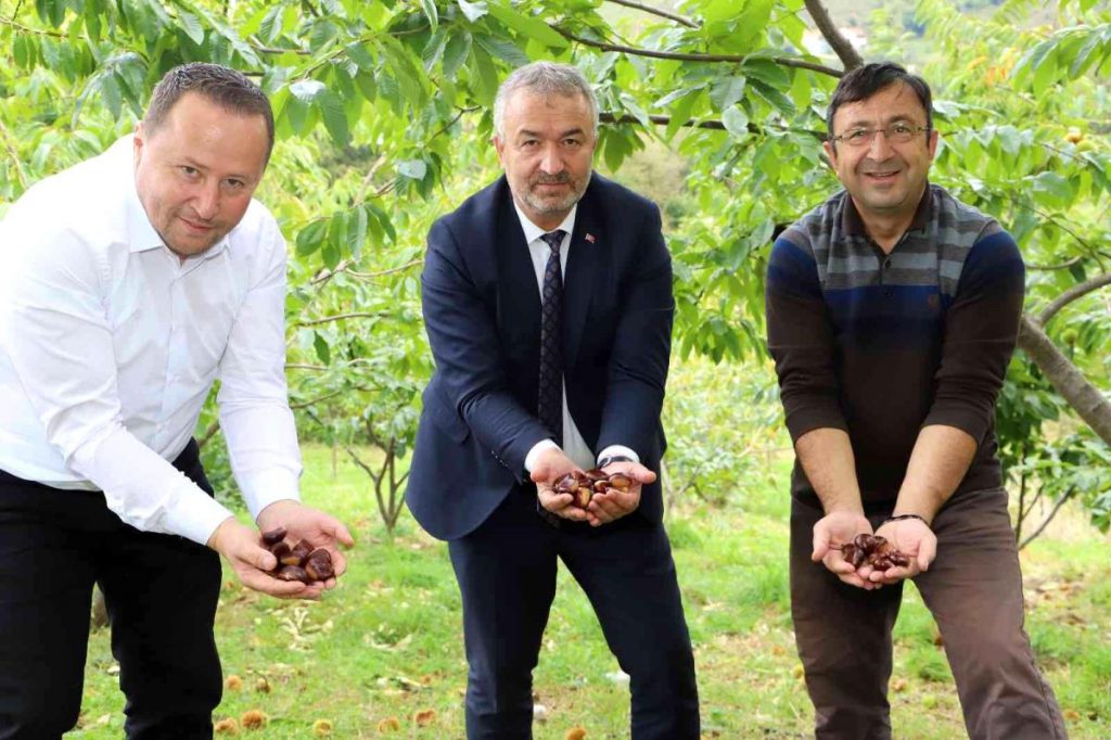 Nebiyan kestanesinde çeşit tahlili devam ediyor