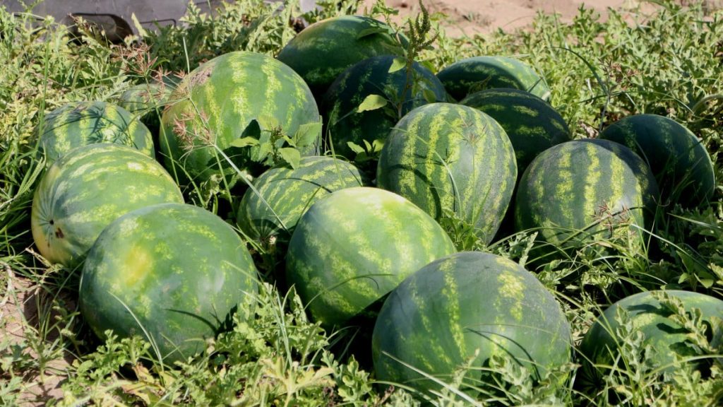 Adana’da hasat başladı: Karpuzun kilosu tarlada 5 liraya düştü