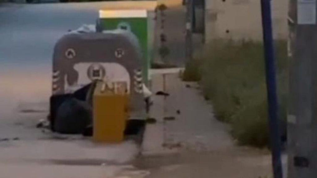 Ankara’da sağanak yağmurun ardından caddeleri fare bastı